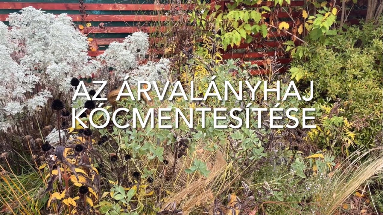 A csinos árvalányhaj kócmentesítése