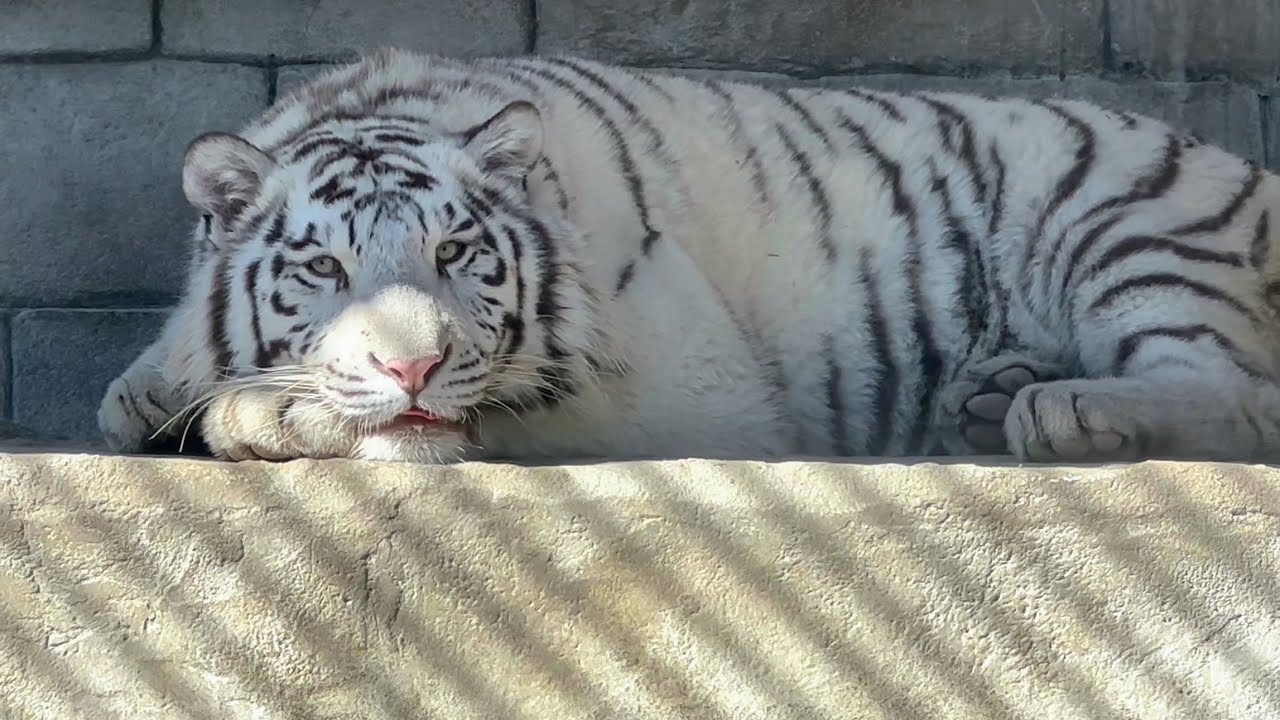【睡眠用】のんびりしているコタくんとハクくんに癒されながら眠りたい💕　2月2日 東武動物公園　ホワイトタイガー
