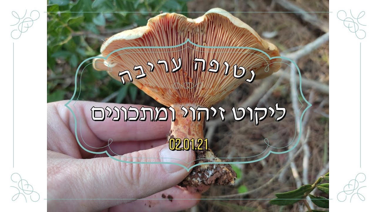 נטופה עריבה - ליקוט זיהוי ומתכונים