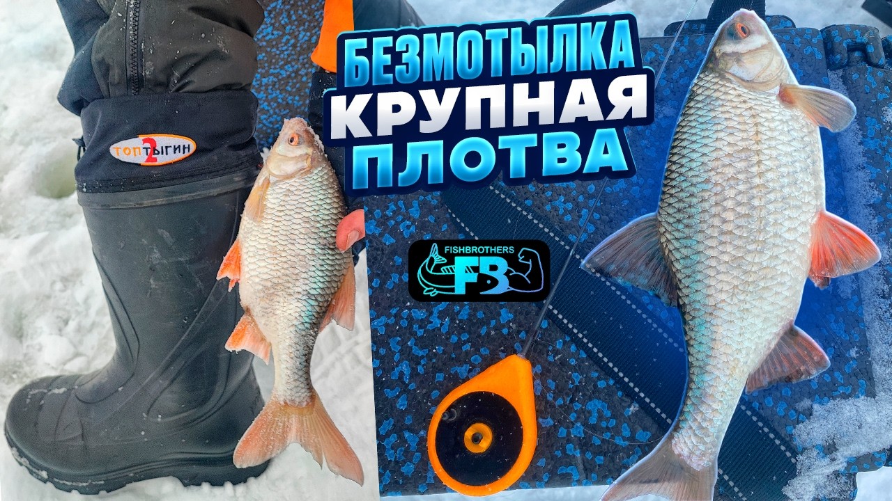 Жор на гвоздежорик! Перестали ловить, набили по ящику.