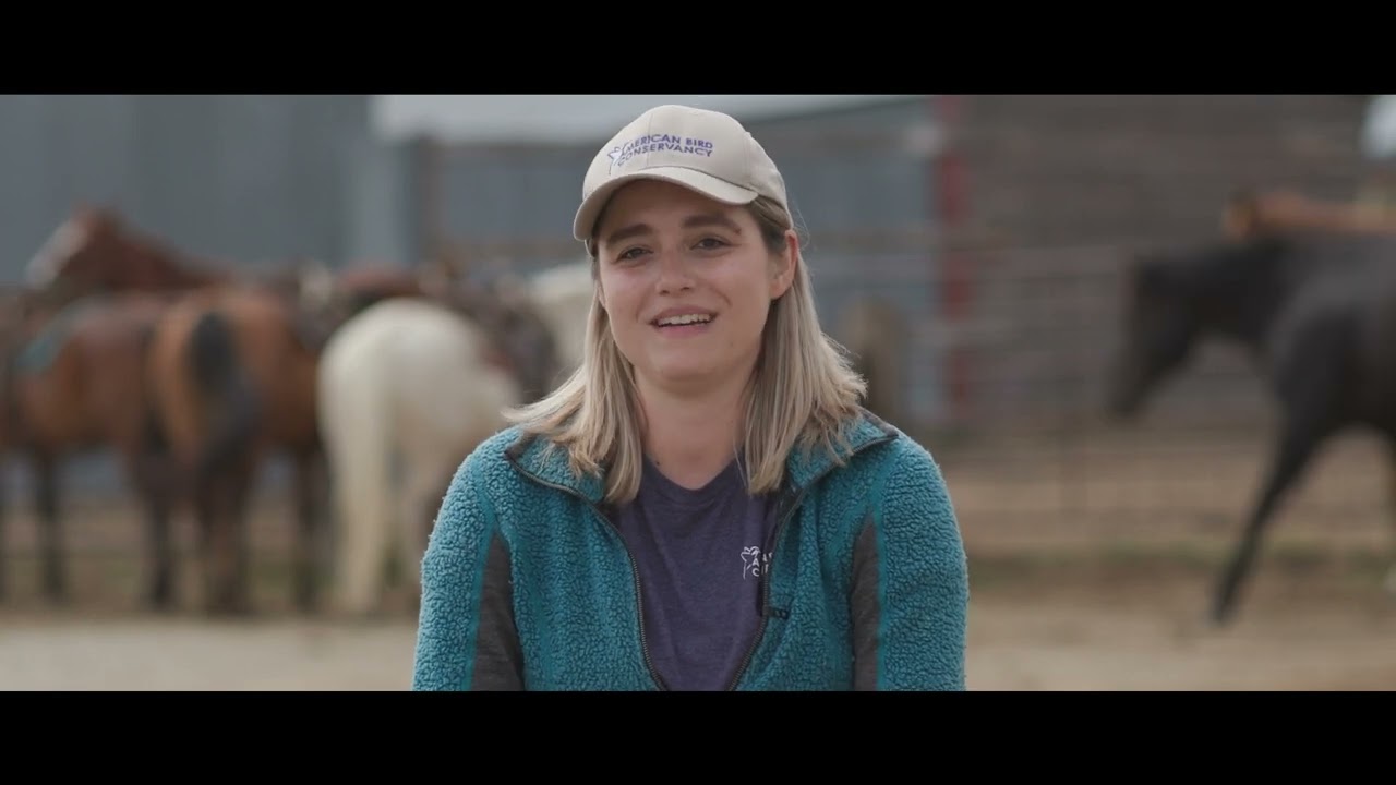 Cattle, Curlews, and Conservation
