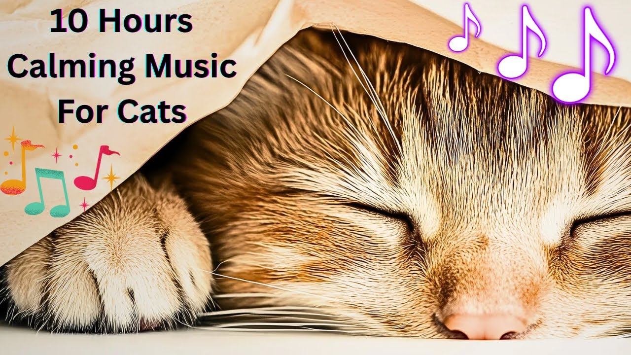 Calming Music For Cats | Relaxing | Stressed Cat | Anxiety | Soothing Music 