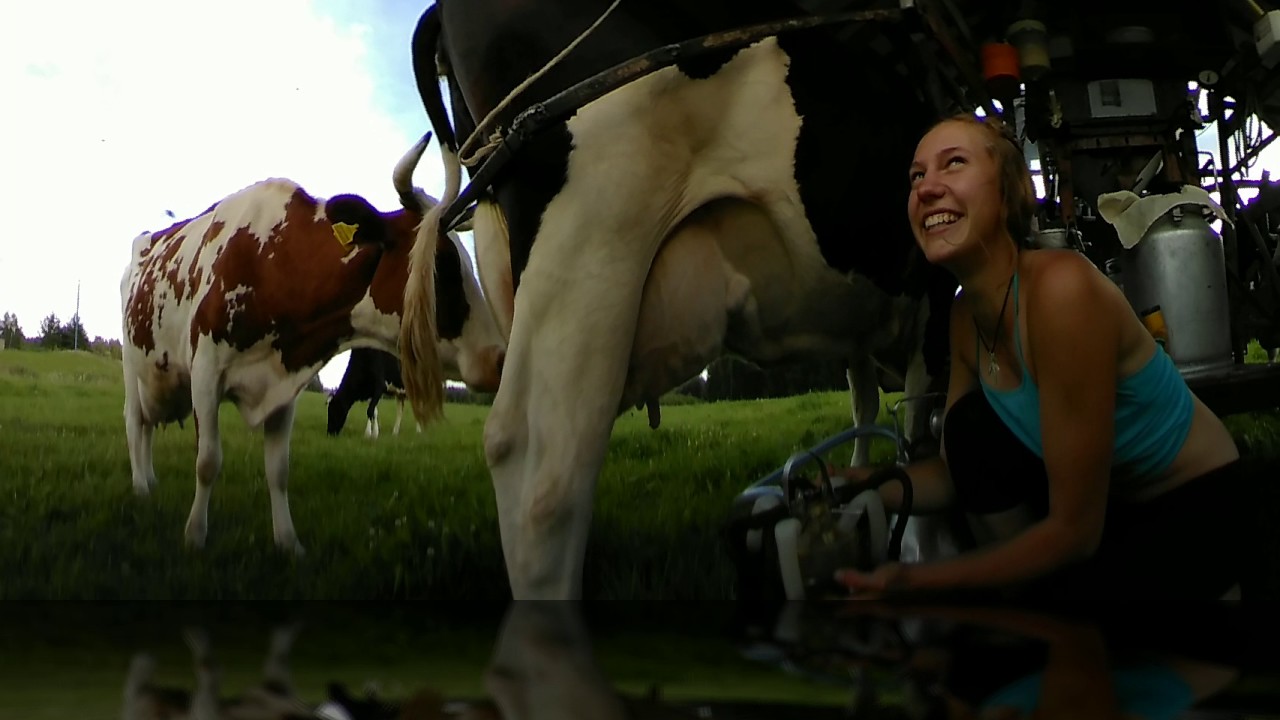 Reality VR 360 COW milking experience