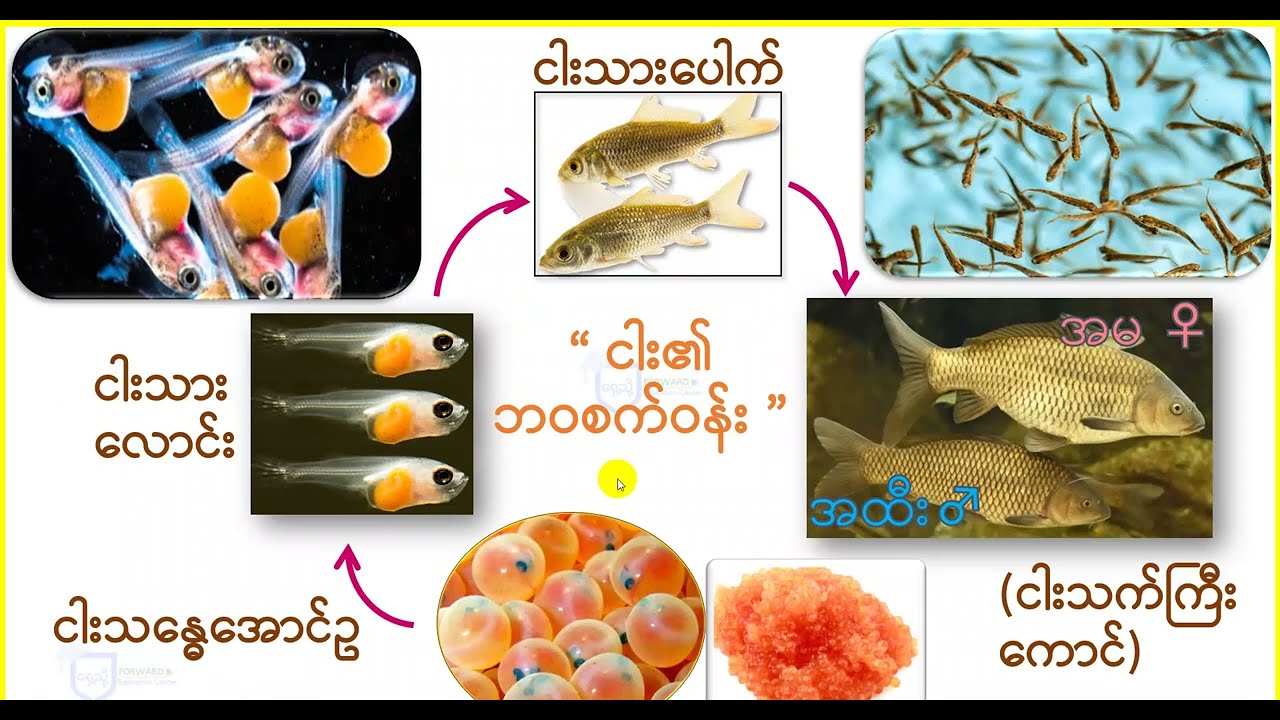 𝗚𝗿𝗮𝗱𝗲-𝟱 𝗦𝗰𝗶𝗲𝗻𝗰𝗲 | အခန်း (၁-၂) သတ္တဝါများ၏ ဘဝစက်ဝန်း | 𝗙𝗼𝗿𝘄𝗮𝗿𝗱 𝗘𝗱𝘂𝗰𝗮𝘁𝗶𝗼𝗻 𝗖𝗲𝗻𝘁𝗲𝗿