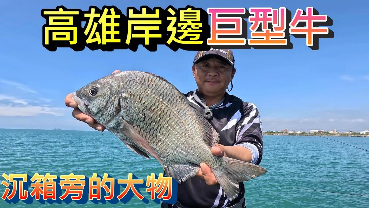 北風一吹牛就靠岸 好久沒用磯釣竿釣到這麼粗的牛了 高雄永安魚好大