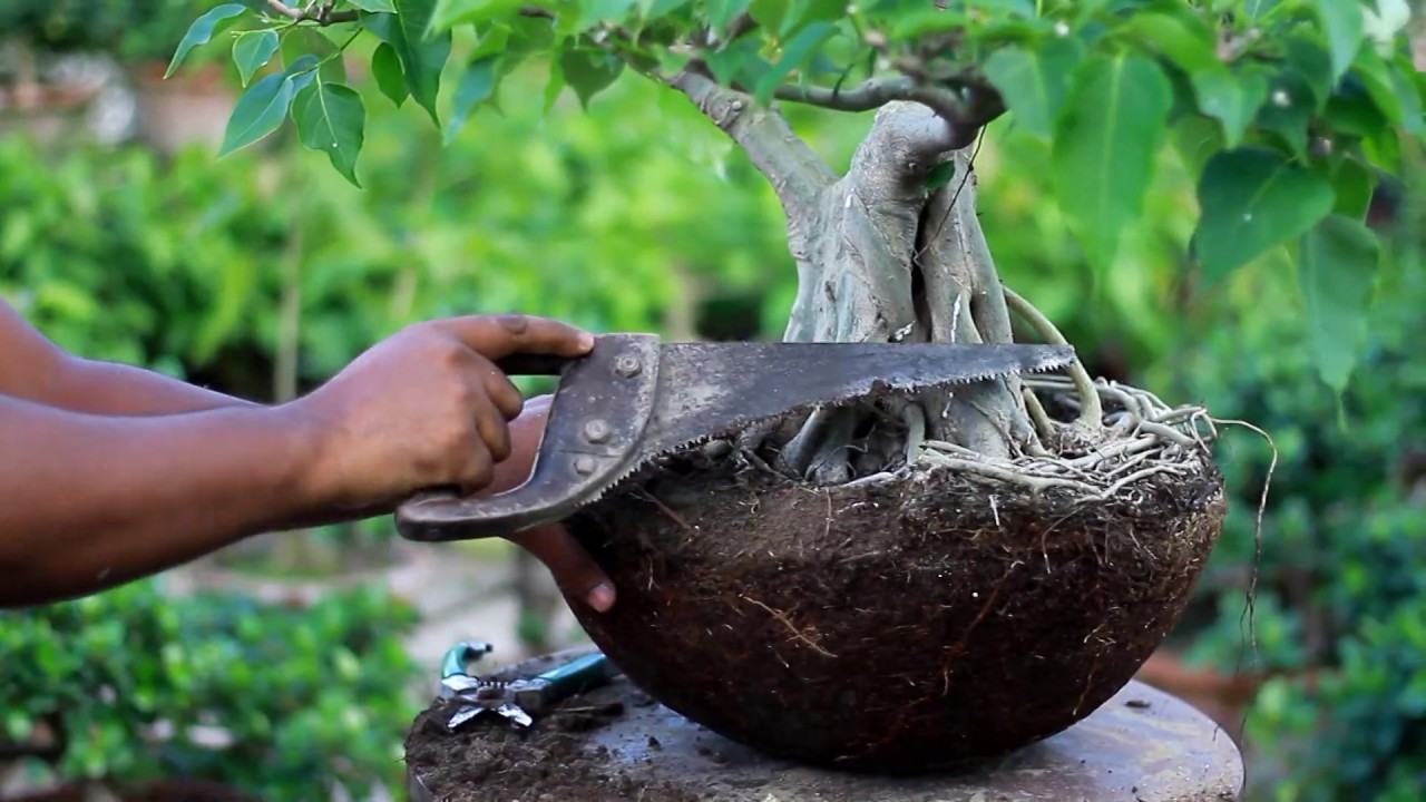 | Ficus Rumphi informal upright style Bonsai poting and pruning system | Bonsai at Rajshahi |
