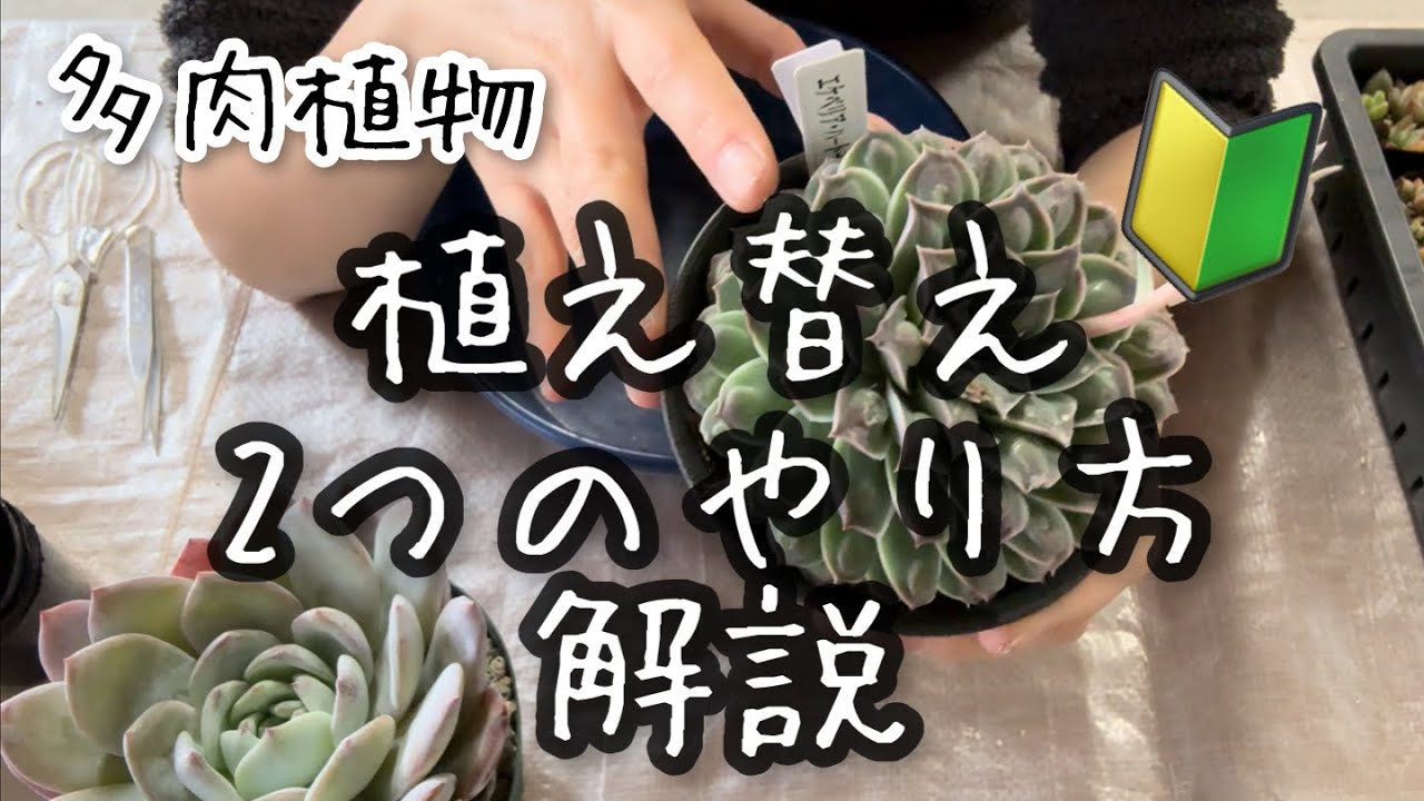 【多肉植物】多肉植物の植え替えのやり方2つの方法