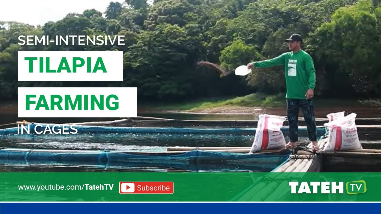 PUHUNAN AT KIKITAIN: Semi-intensive Tilapia Farming in Cages I Episode 100