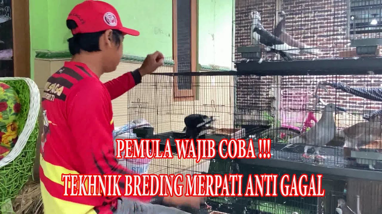 CARA BETERNAK MERPATI KOLONG YANG BENAR || AGAR MENGHASILKAN ANAKAN YANG SESUAI DI HARAPKAN 