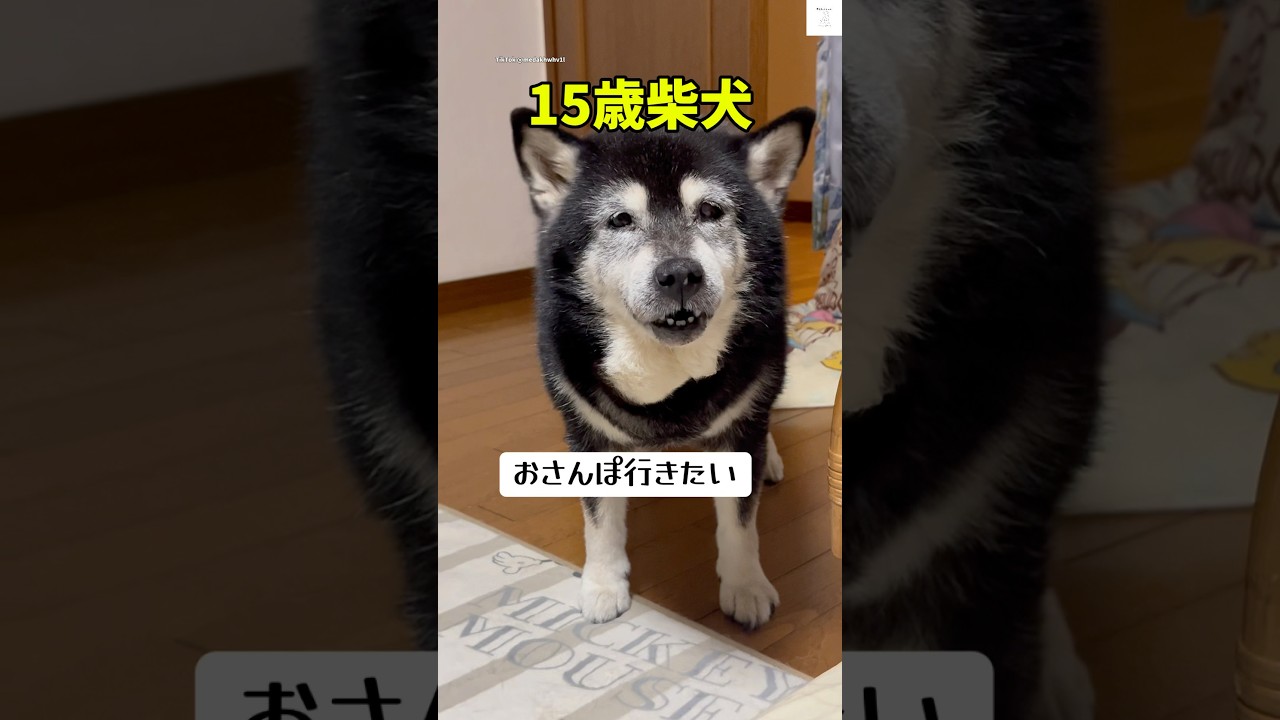お散歩行きたい‼️15歳柴犬に癒される💕　　#老犬　#犬　#かわいい犬 #柴犬　#散歩