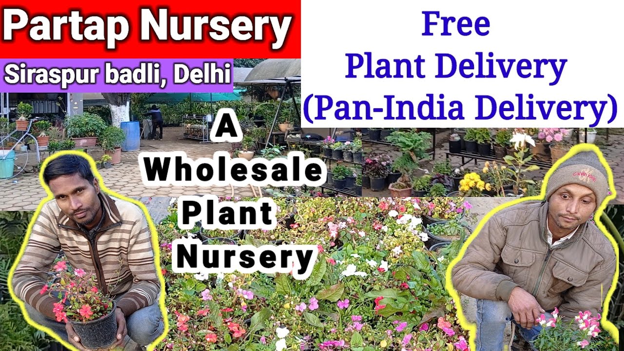 ढेरों Variety एक जगह ||Pratap Nursery|| Siraspur Badli Delhi || #youtube #plantnurseryvisit 