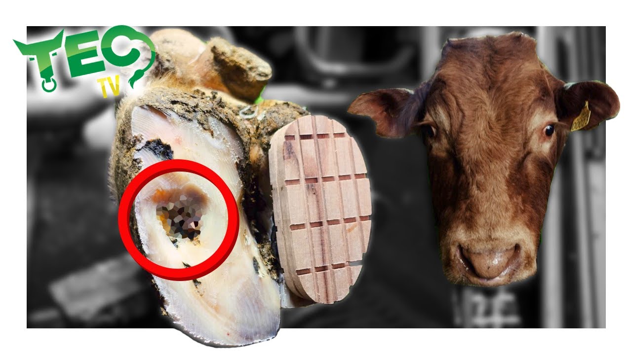 STONES PUNCTURE SOLE IN MASSIVE BULL | TEC TV