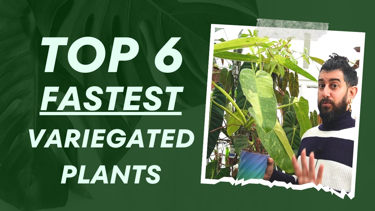 🌿✨ Top 6 Variegated Houseplants for Rapid Growth! 🚀🍃