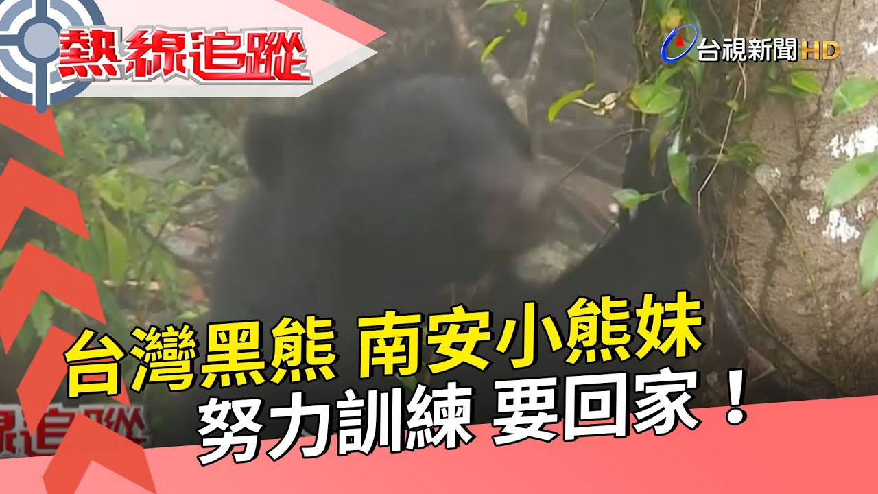 【熱線追蹤】台灣黑熊 南安小熊妹 努力訓練 要回家！