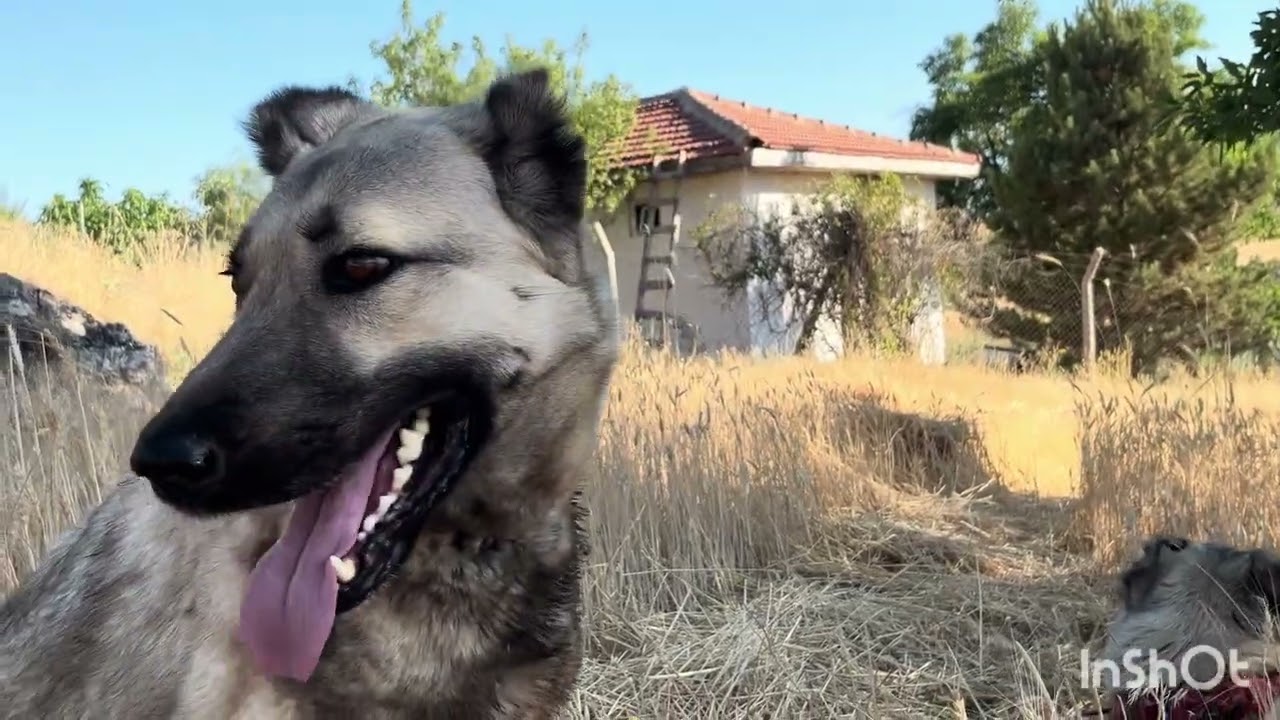 SABAH AKŞAM YAYLIMA DEVAM