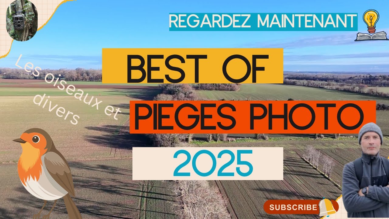 BEST OF 2025 d'observations de la faune sauvage à l'aide de caméras pièges photo : les oiseaux.