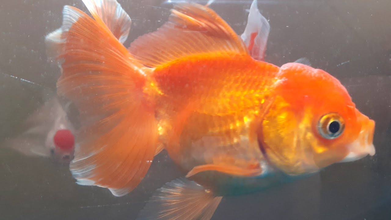 Allevare Oranda: fanno per te? Lo scoprirai