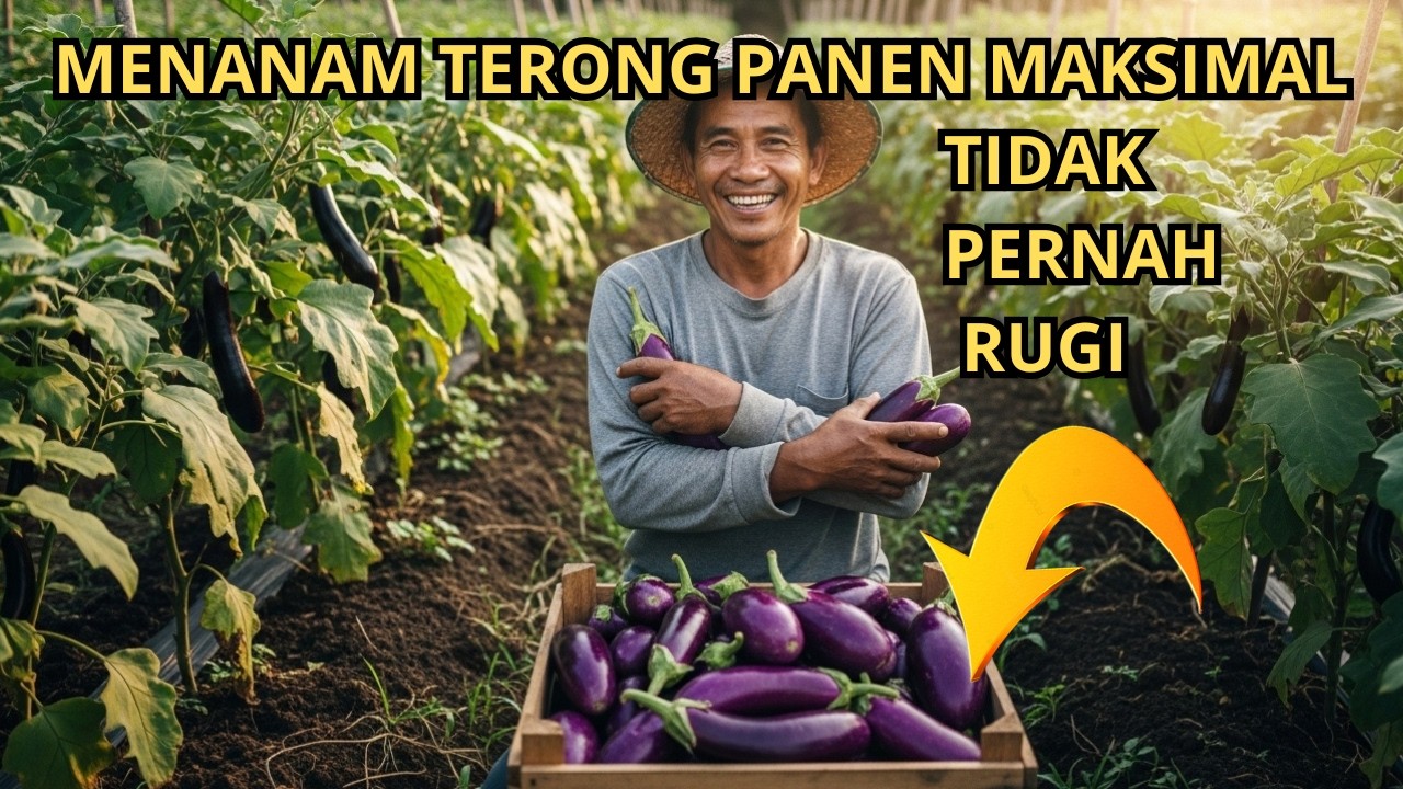 Rahasia Cara Menanam Terong Agar Tidak Pernah Rugi!