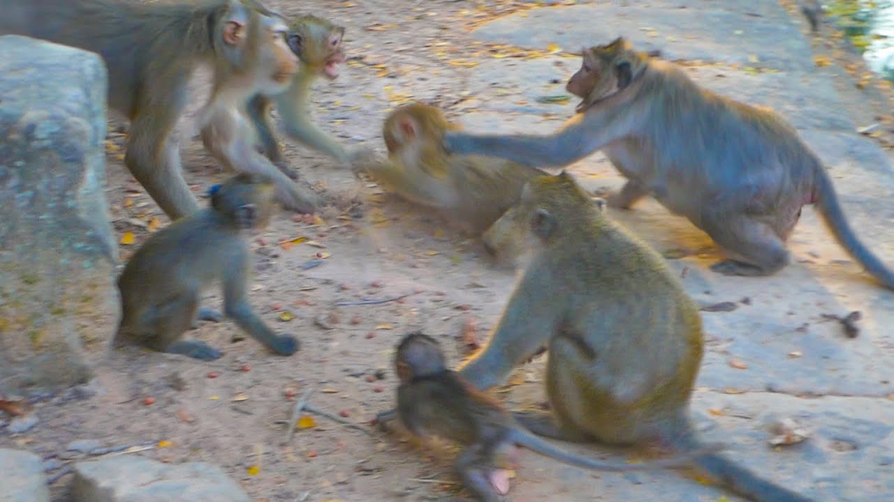 Rainbow & Libby rush to Help Leo from monkey Jinx but Lily is glad to play with Jett