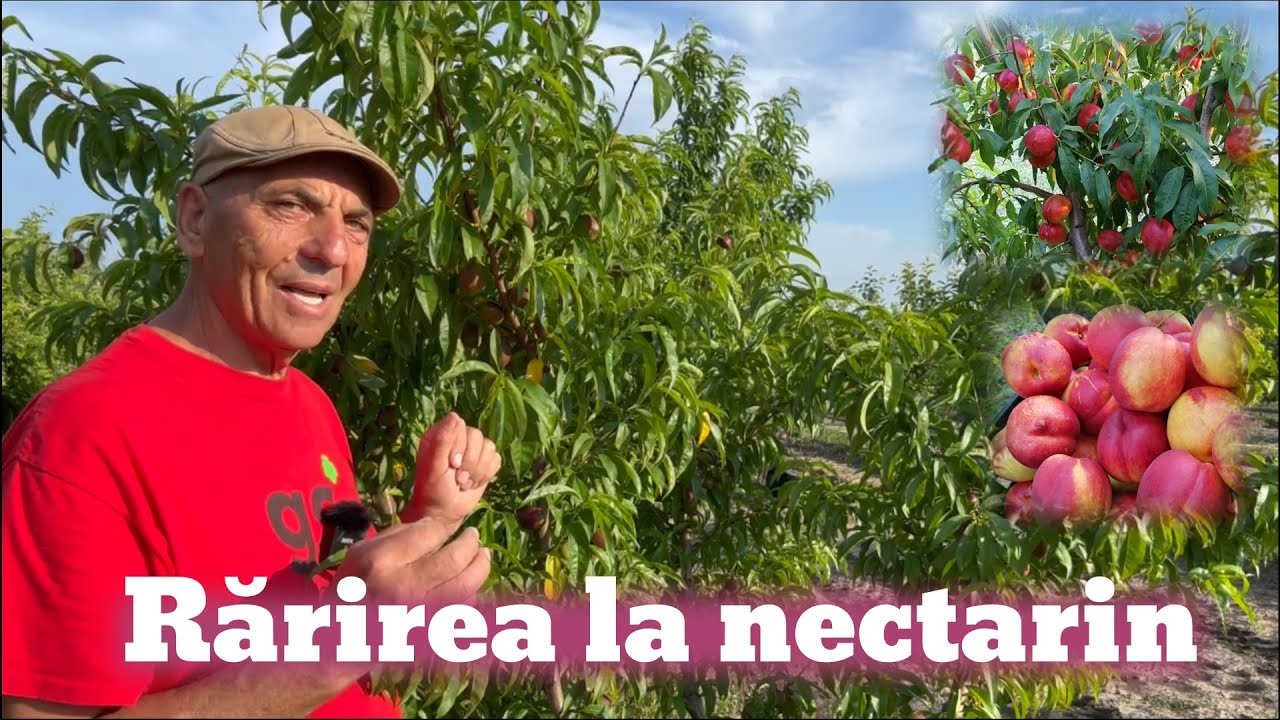 Rărirea fructelor la nectarin