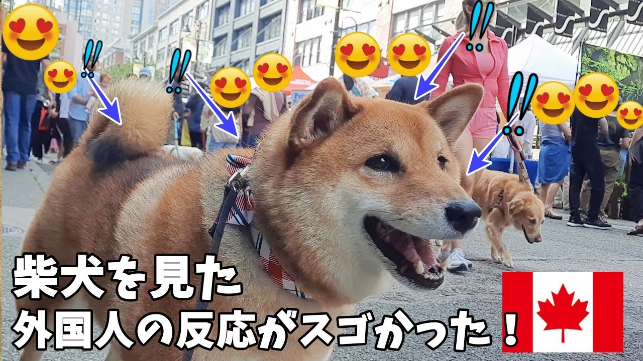 【海外愛され柴犬】海外で大人気! 柴犬を連れて歩くとカナダ人の反応がおもしろすぎ♪【海外の反応】4