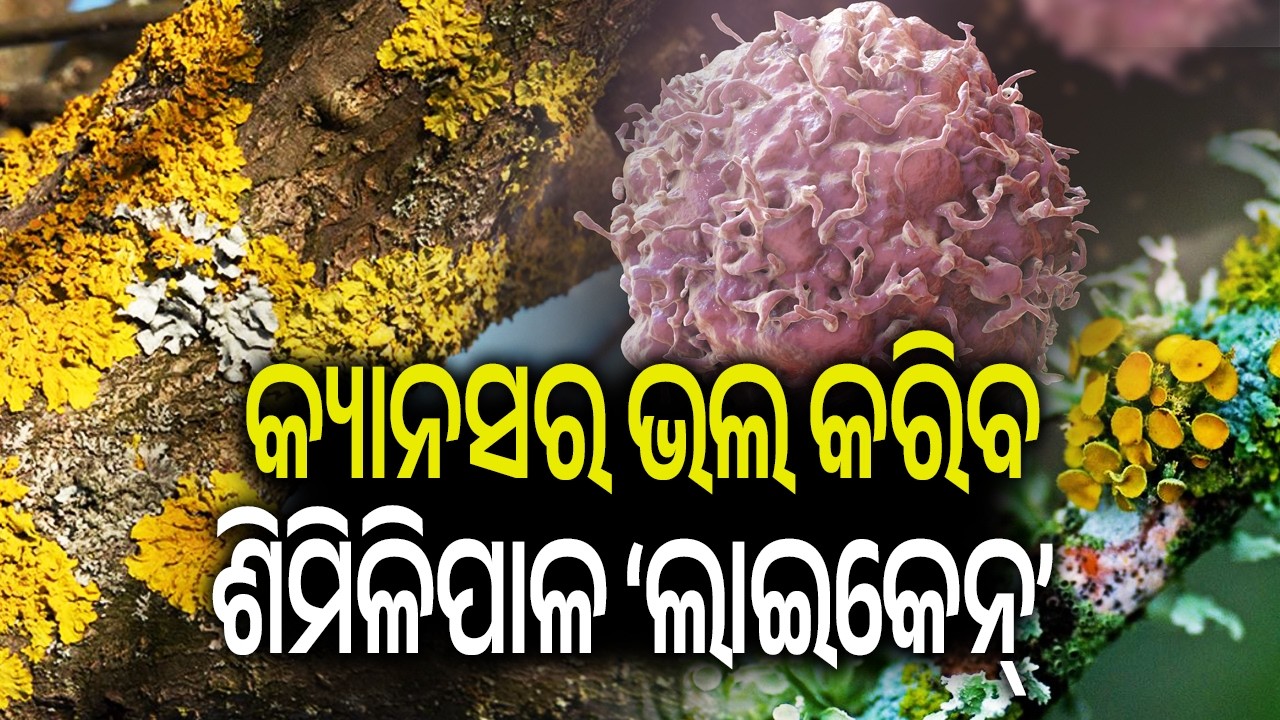 Similipal Forest Yields Rare Lichens Containing Compounds with Anti-Cancer Activit | Kalinga TV