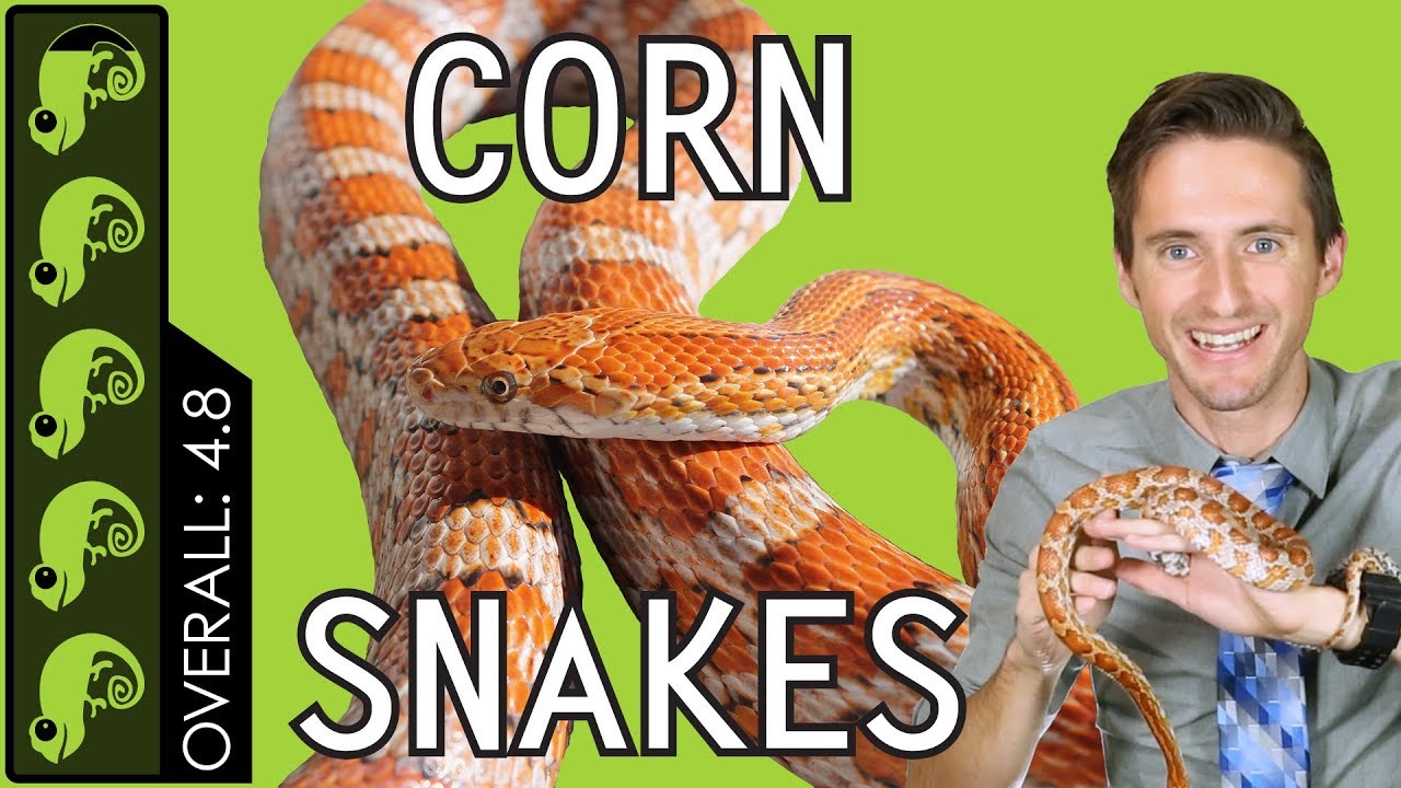 Corn Snake, The Best Pet Reptile?