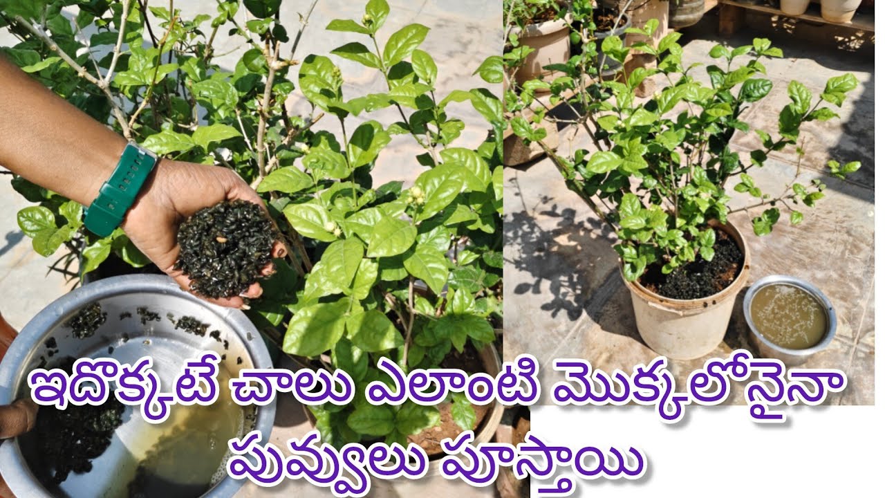 How to grow jasmine flowers మల్లెపూలు చెట్టునిండా పోయాలంటే ఇదొక్కటి ఇచ్చి చూడండి