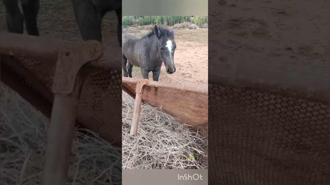 ولادة الفرس البيضاء مهر بعد التزاوج🐴🐴🐴❤️