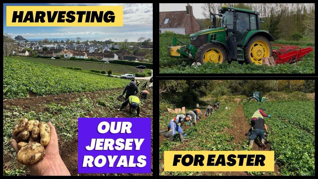 Harvesting of our Jersey Royals continues, reworking potatoes and another group of heifers are out !