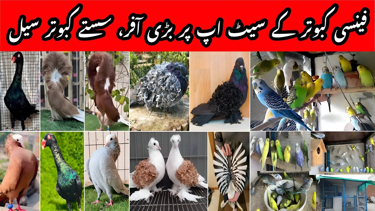 Imported Fancy pigeons setup update | sasty kabooter | bajri parrots