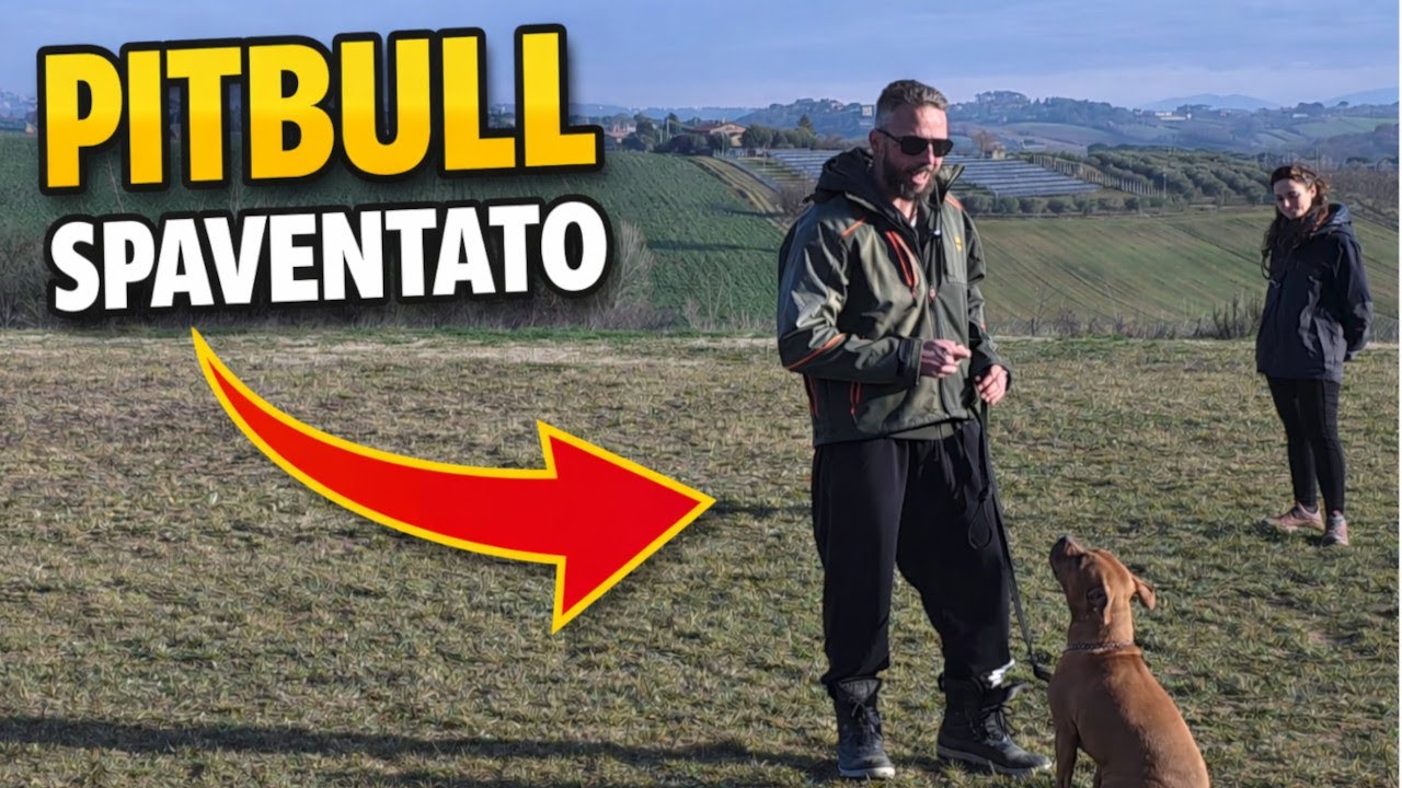 Questo Pitbull TREMA dalla paura… guarda cosa succede dopo 🥺➡️💪