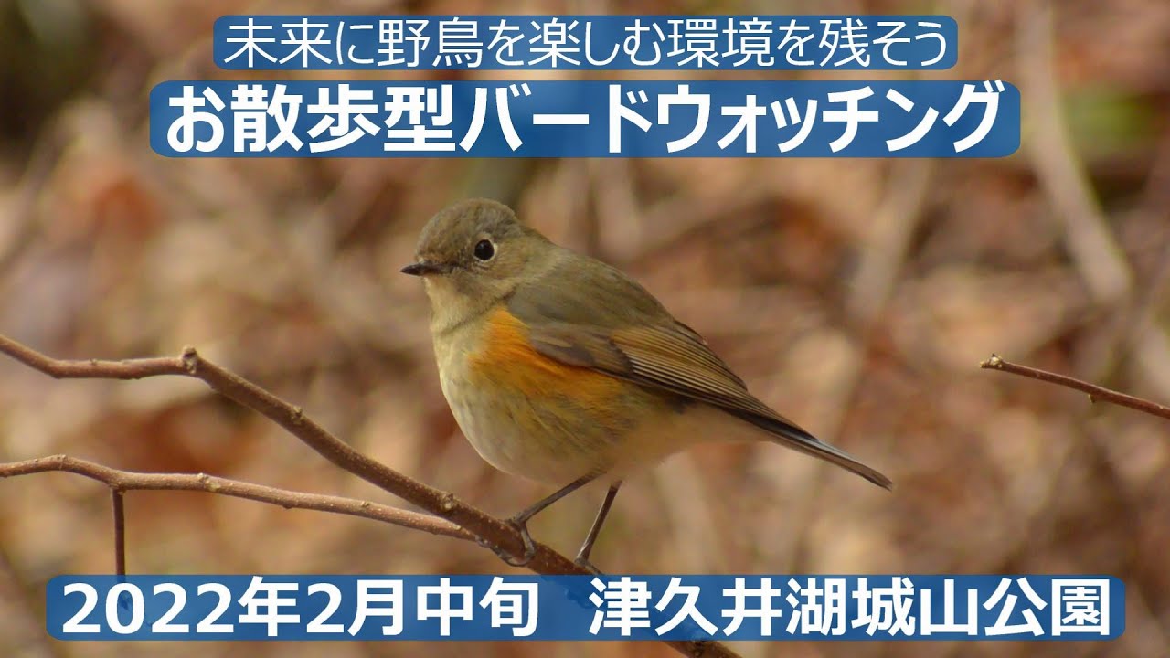 神奈川県・津久井湖城山公園でお散歩型バードウォッチング　初心者バーダーさん用探鳥イメトレ付き　野鳥解説はあえてありません！