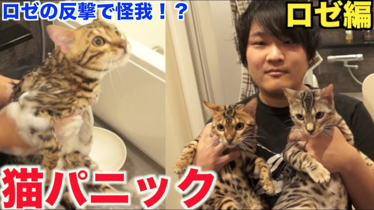 大乱闘！！2匹の猫を風呂に入れたらアゴ怪我したわwww　ロゼ編