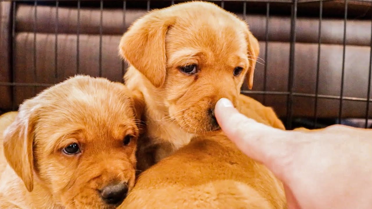 Labrador Puppy Compilation - The Best Breed EVER!