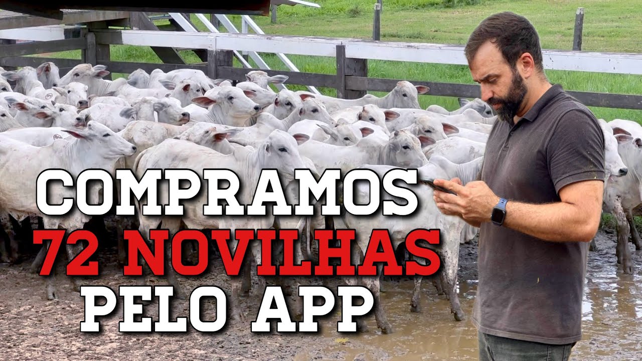 Será que dá pra comprar gado online? Testamos e compramos 72 novilhas!