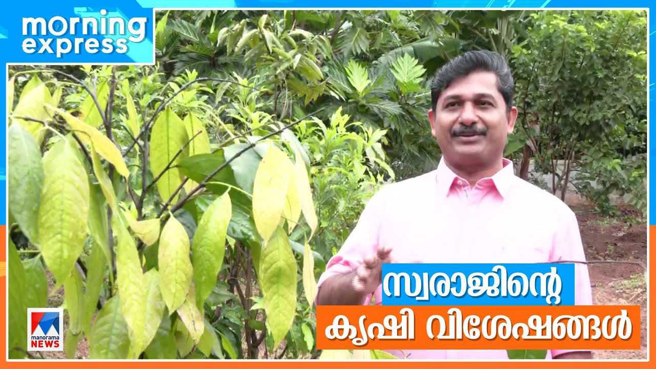 ഒരു തിരഞ്ഞെടുപ്പ് ടെന്‍ഷനുമില്ല; സ്വന്തം പഴതോട്ടത്തില്‍ ചില്ലായി സ്വരാജ് ​| Nilambur M Swaraj