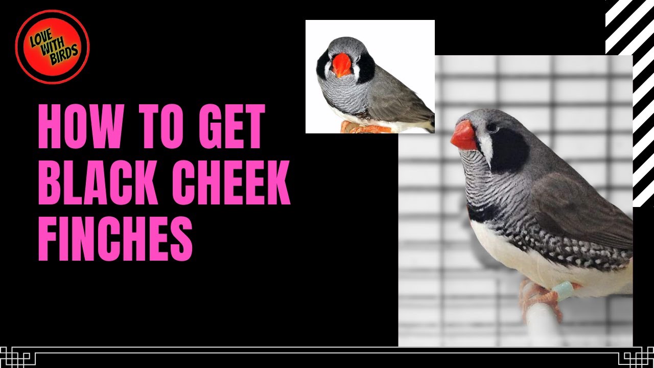 HOW TO GET BLACK CHEEK FINCHES #BLACKCHEEKFINCH