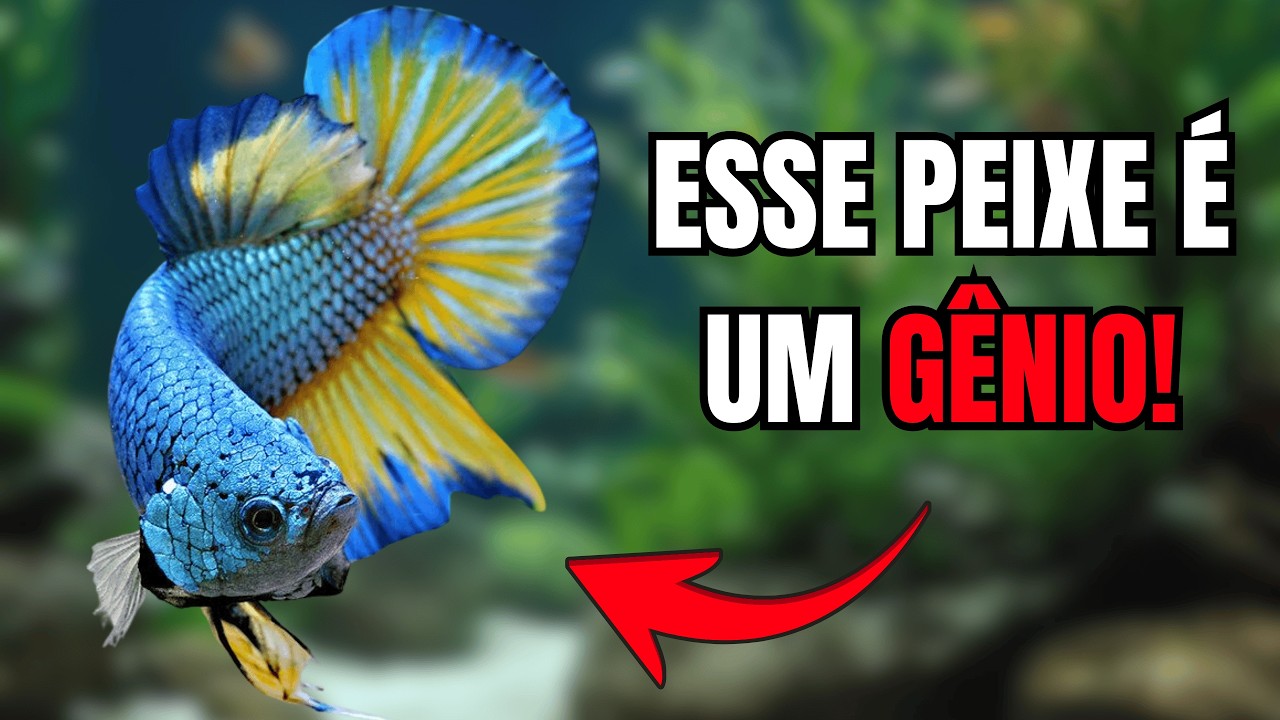 20 Fatos Sobre Bettas Que Você Não Vai Acreditar! 😱🐠