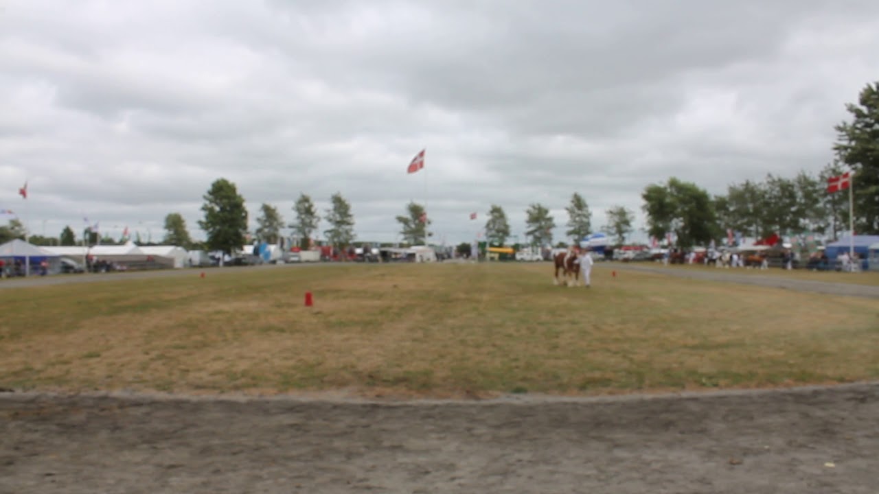 Landsskuet 2018   Bedste hingst