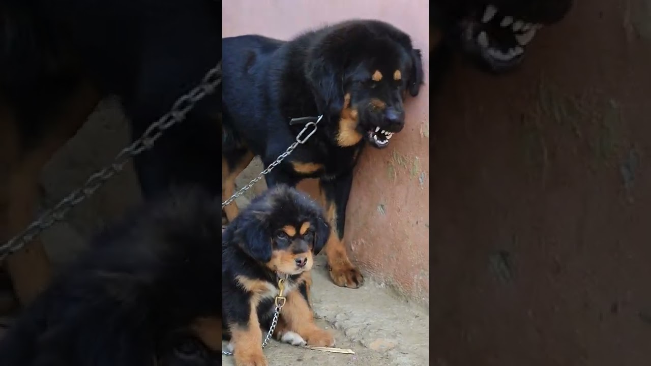 Gaddi Dog & Puppy 