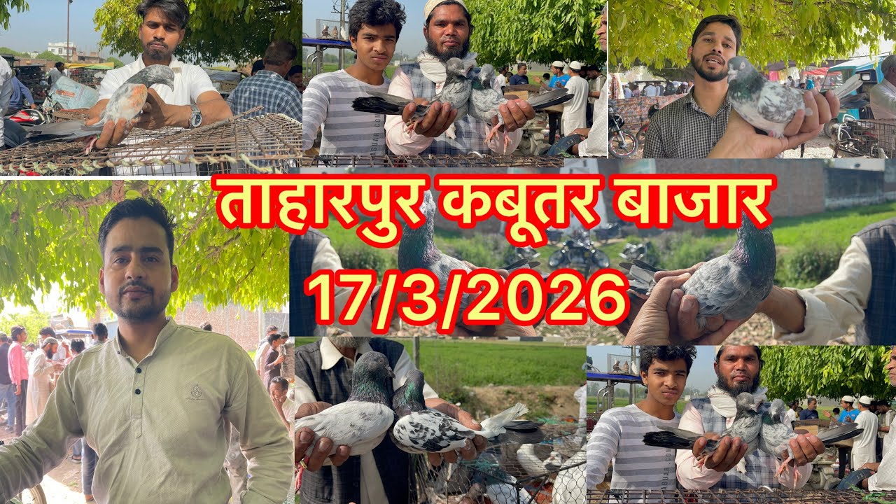 ताहारपुर कबूतर बाजार Taharpur Kabootar market 17/3/2026 Dr.Shab ab kabutar YouTube channel 