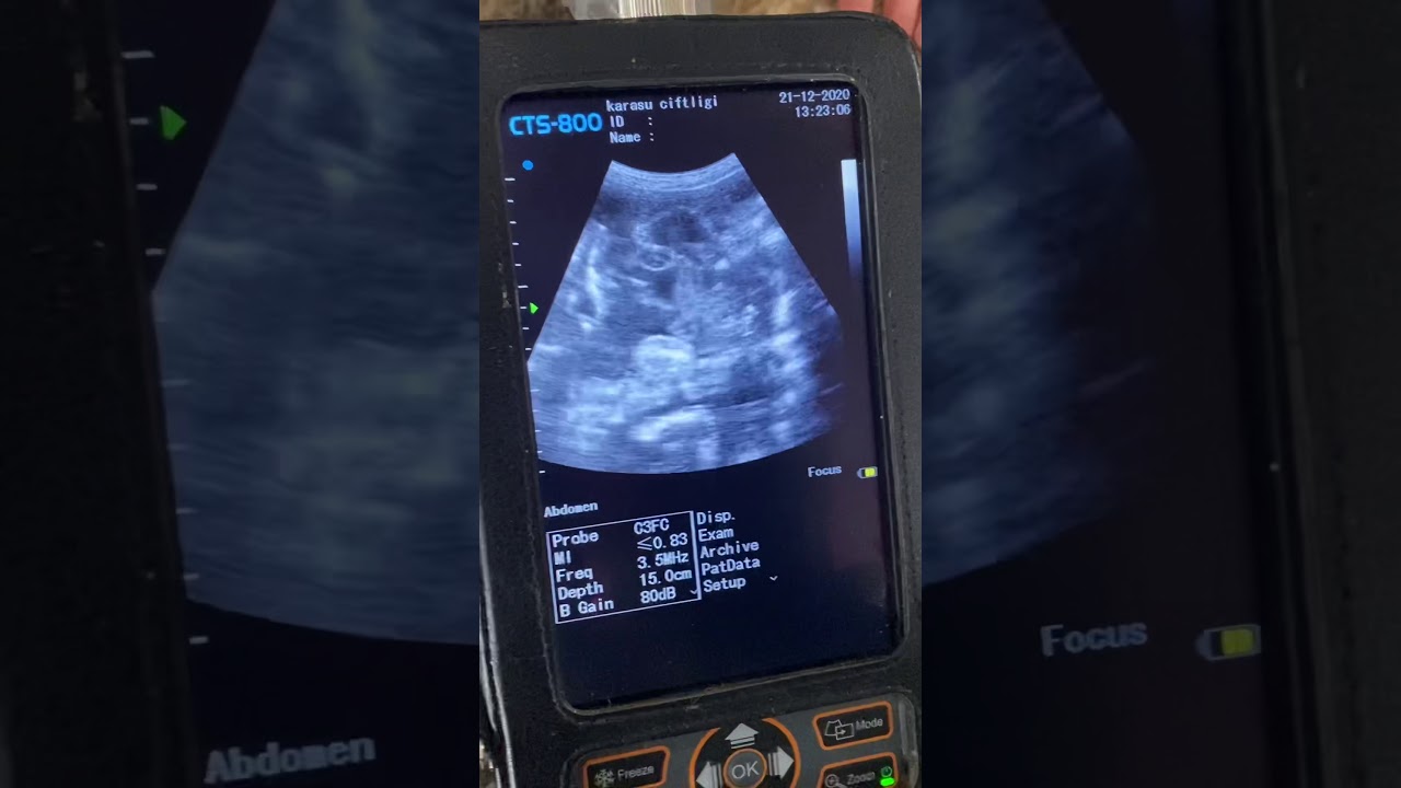 Veteriner eşliğinde Gebelik test kontrol zamanı geldi merinolandshcaf damızlık koç damızlık kuzu