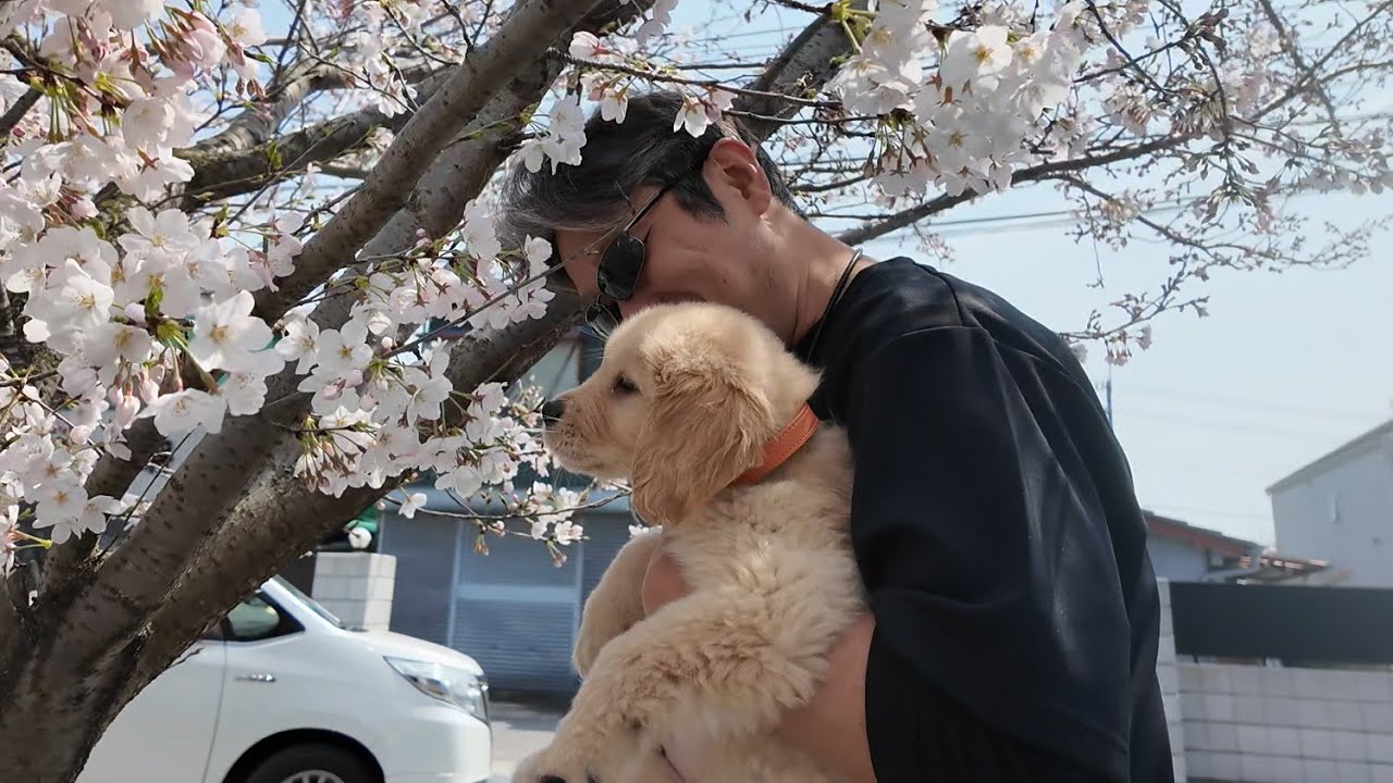 生きる為の治療を開始して１週間。快方を信じて病院検査へ。【Golden Retriever japan】
