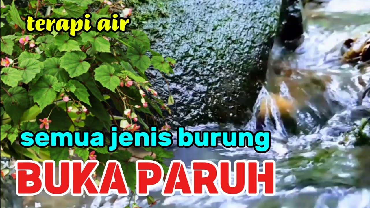semua jenis burung pasti cepat buka paruh, suara air terapi burung