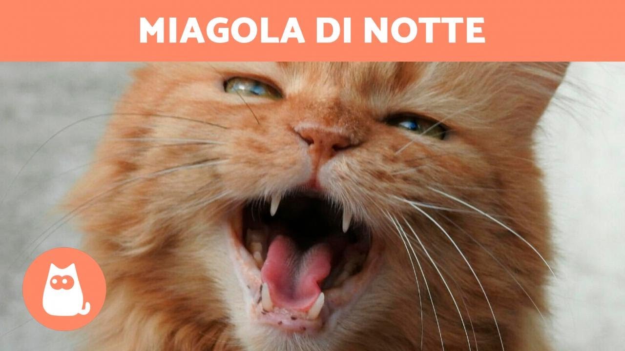 Il mio GATTO MIAGOLA di NOTTE 🐱🌙 (perché e cosa fare)