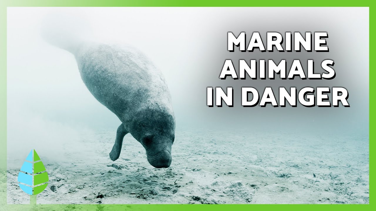 10 MARINE ANIMALS IN DANGER OF EXTINCTION 🐋⚠️