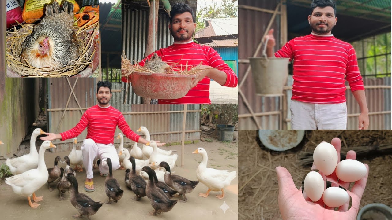 আমাদের আজকে অনেক বড় সর্বনাশ হয়ে গেল বন্ধুরা😭🪿 #duckfarming #duck #banglavlog #ducklingspro 