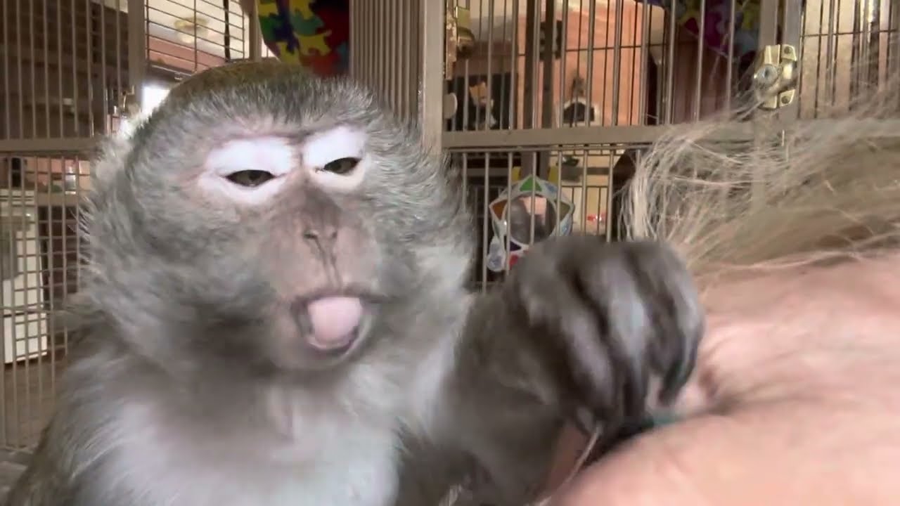 How To Lower Anxiety Macaque Style ASMR