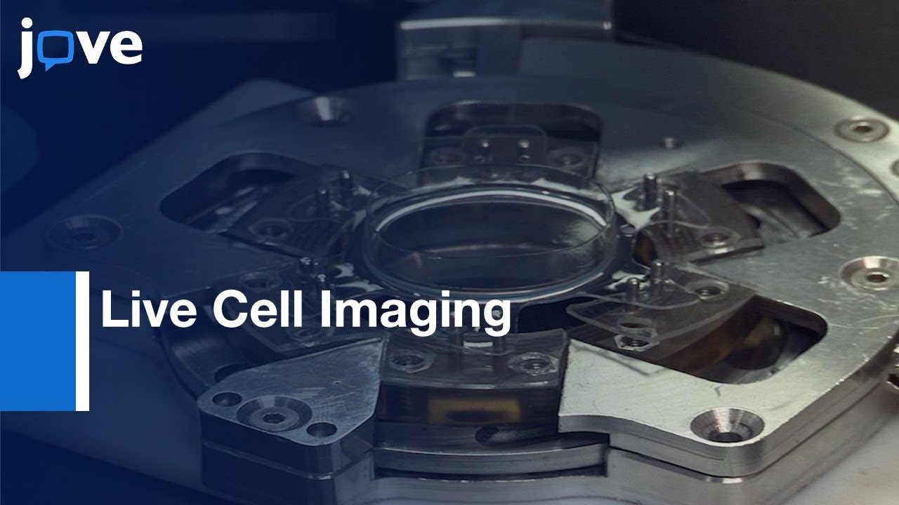 Mechanical Stretch: Live Cell Imaging